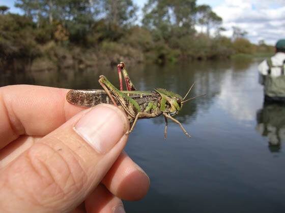 кузнечик огуречик
