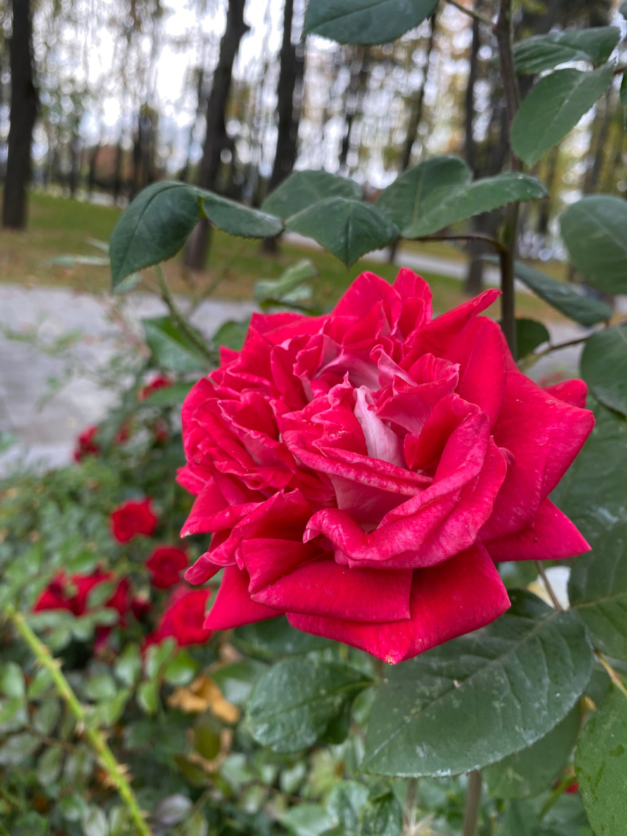 Архангельское