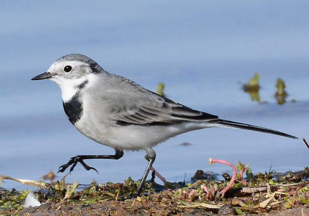 Белая трясогузка