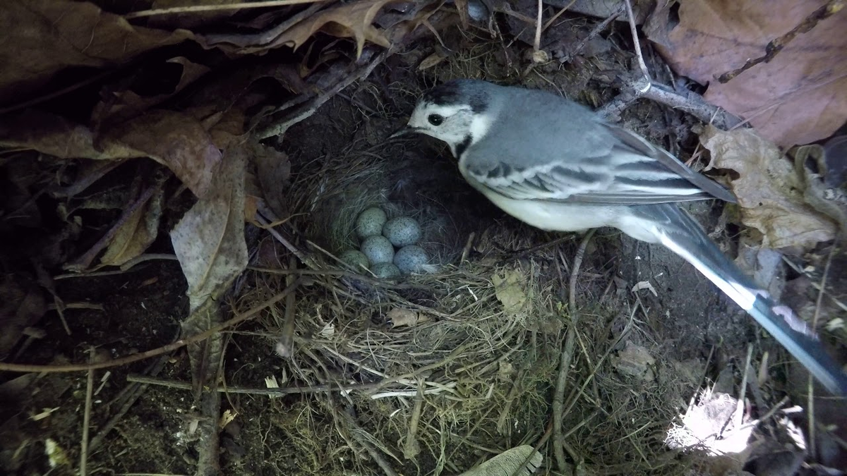 Гнездо трясогузки