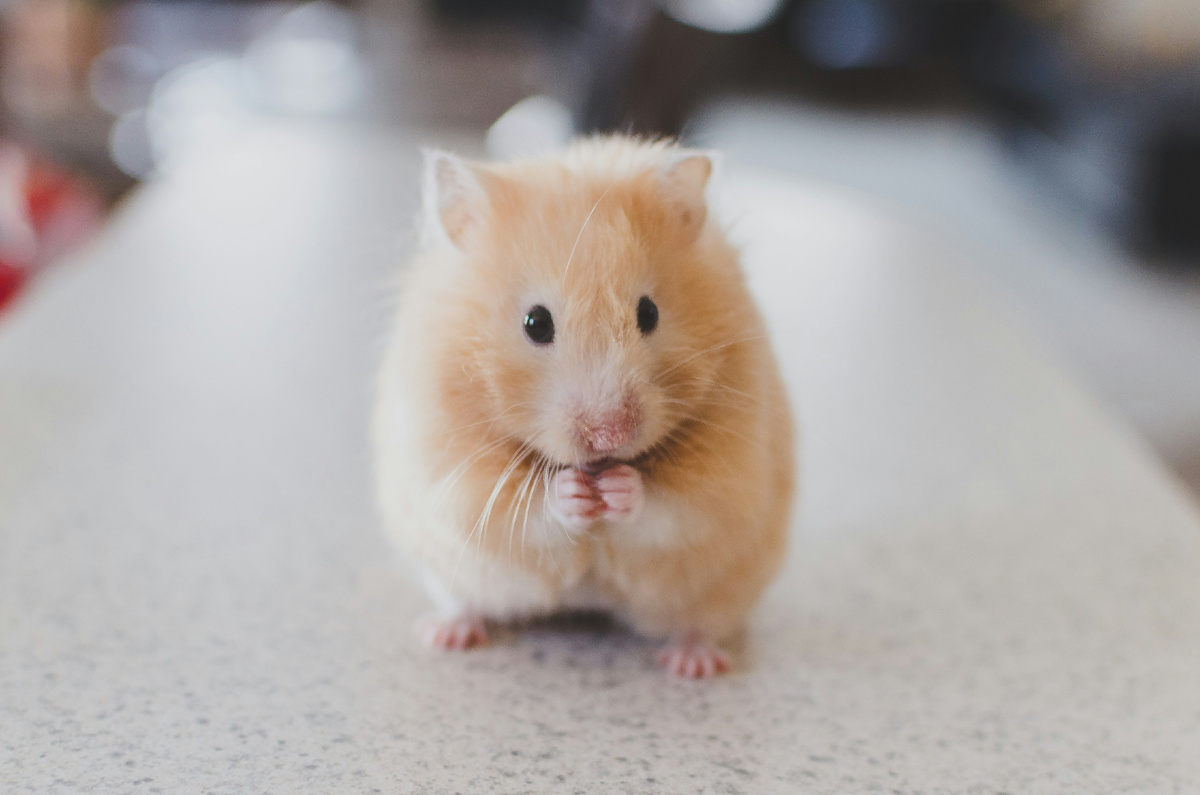 Картинка с бесплатного фотостока https://unsplash.com, автор Ricky Kharawala