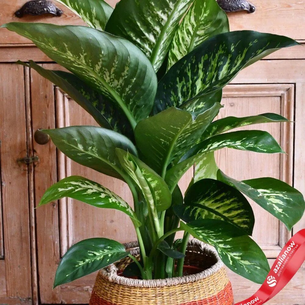   Диффенбахия Тропик Сноу от AzaliaNow