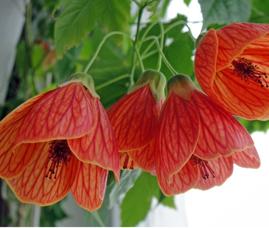 ❇️Мир полон чудесных совпадений, и одно из них - это тесная связь между цветами🌺 и музыкой 🎶🎻