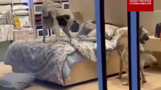 Милое видео из мебельного магазина в Стамбуле: бездомных собак пустили переночевать на уютной кровати.