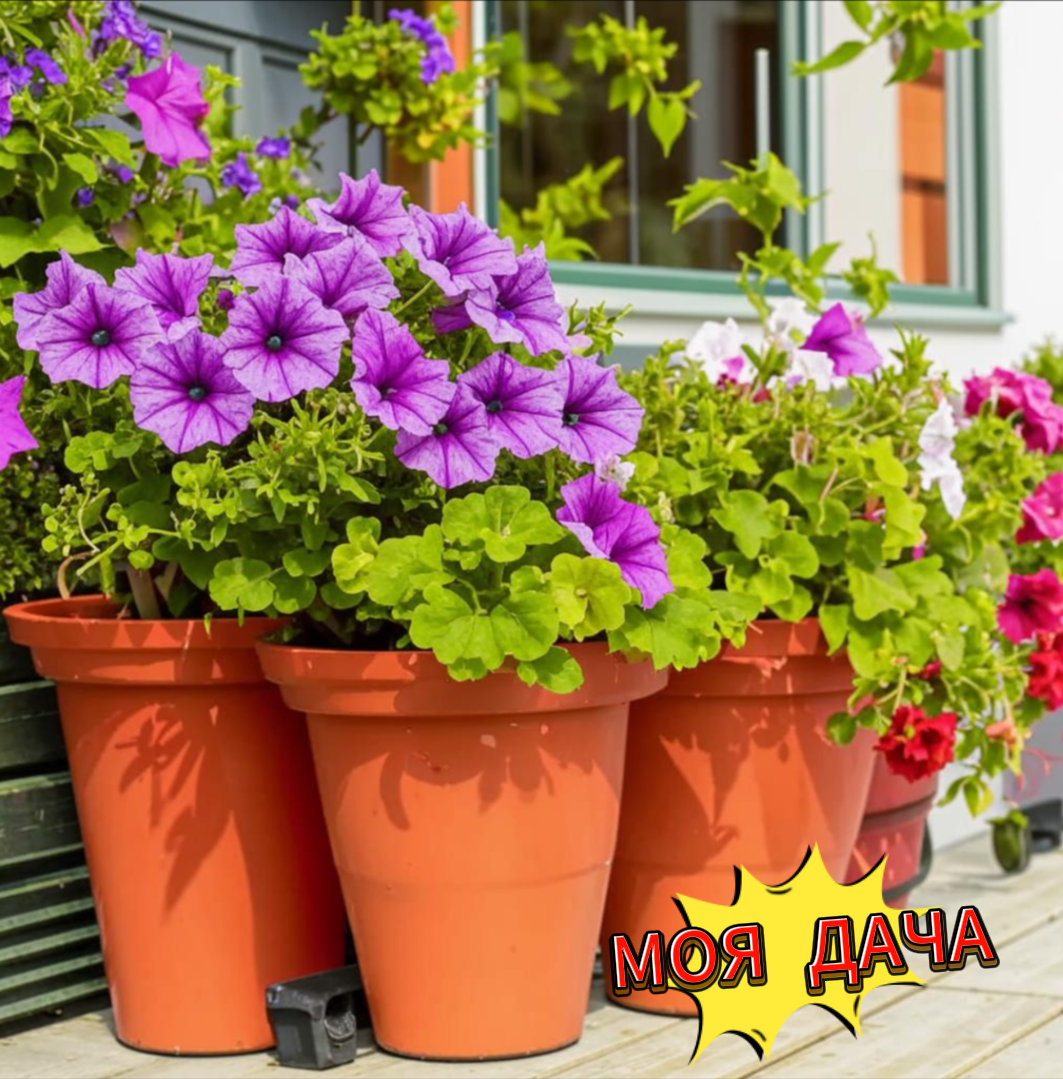 цветущая петуния