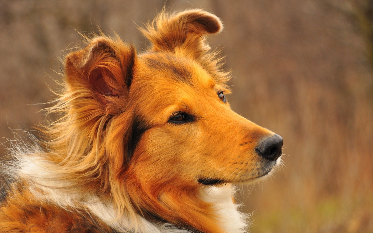 источник фото: https://get.wallhere.com/photo/dog-face-furry-loyal-685036.jpg