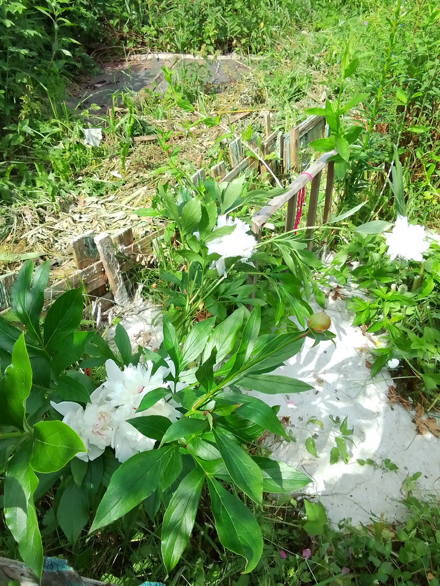 На 2 ом участке 🌺