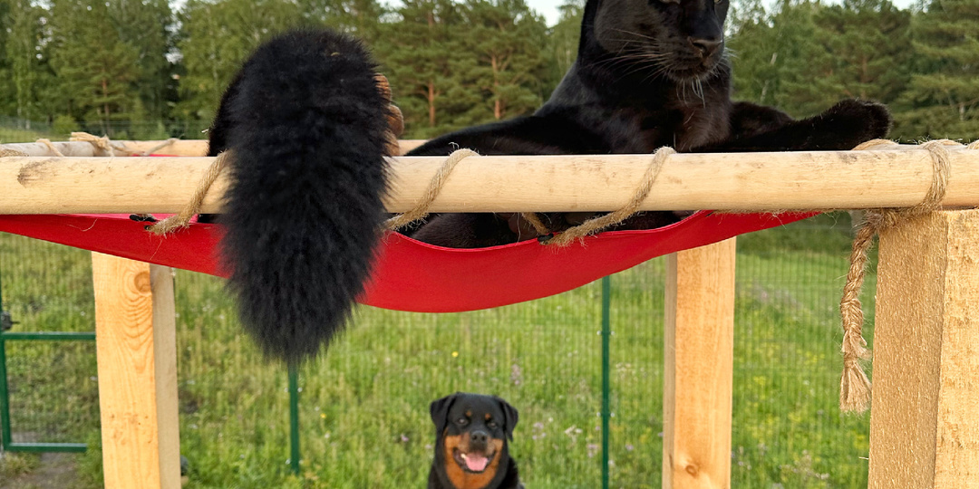 Как стать зооблоггером: лайфхаки для съемки питомцев.