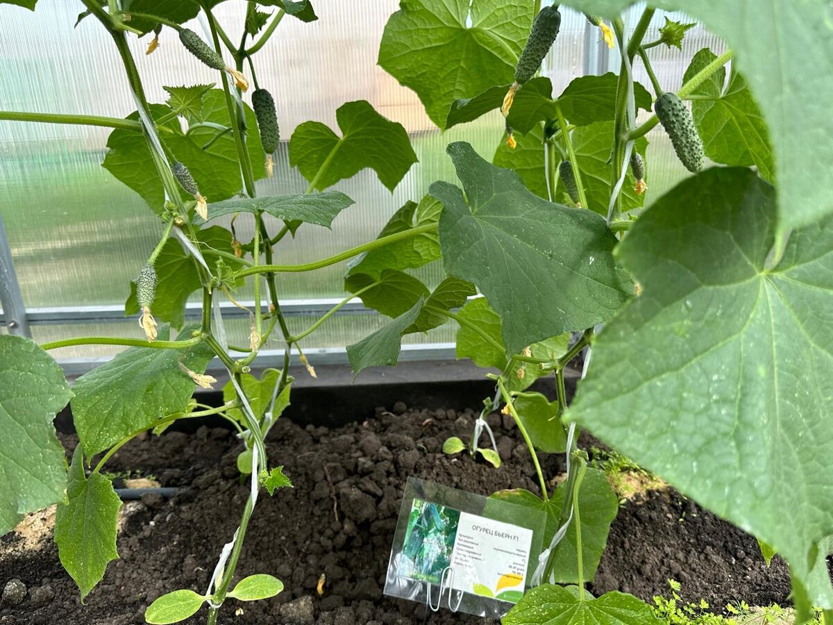  Огурец Бьерн F1 от Семена Маркет