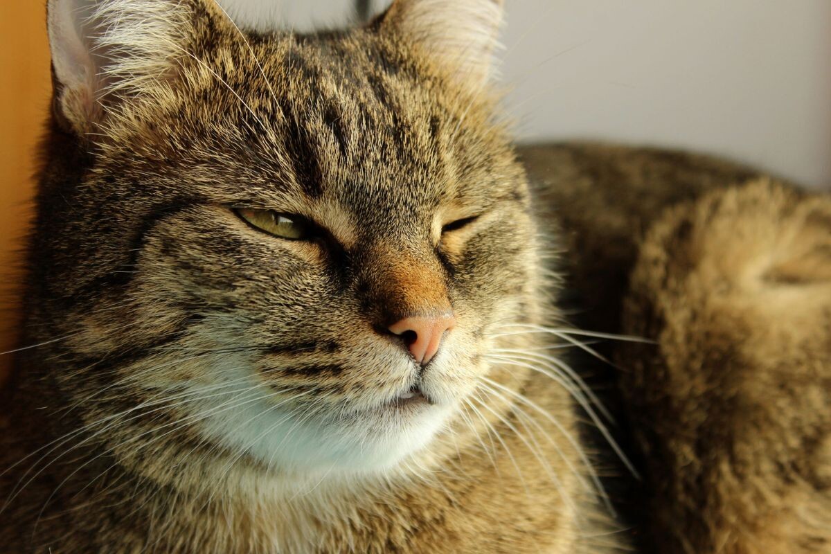 Кошка медленно моргает