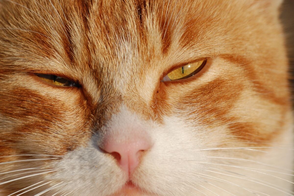 Кошка моргает 