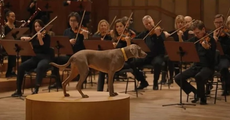 Оркестр, которым дирижируют собачьи хвосты | Российская кинологическая ...