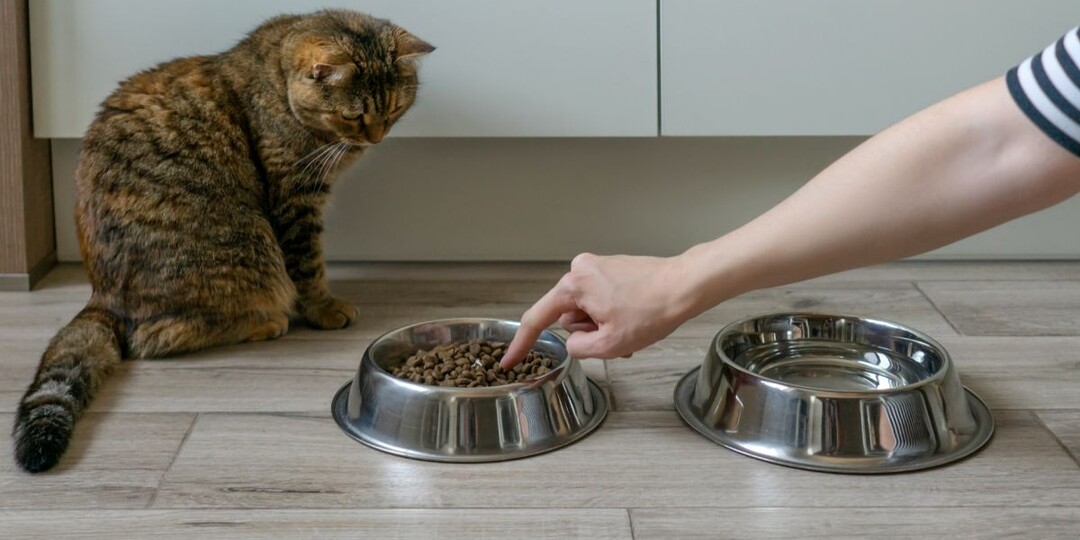4 главных табу в кормлении кошек сухим кормом: проверьте, не нарушаете ли вы их