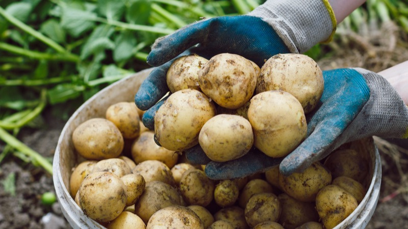 Многие считают, что картошка неприхотлива и может расти сама. Однако на самом деле ради обильного урожая с ней нужно повозиться.