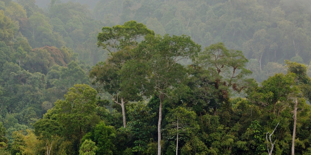 Каковы последствия вырубки лесов для качества воздуха и экологической обстановки в целом?