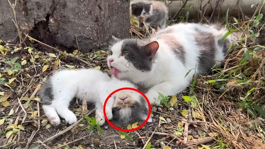 Кошка-мать продолжала лизать своего умирающего котенка, пытаясь разбудить своего малыша, но ответа не последовало