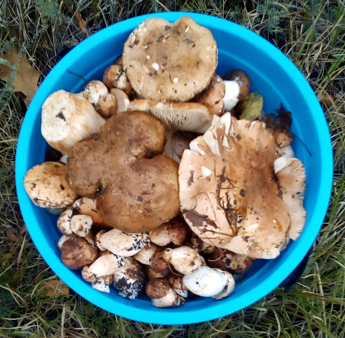 Грибы в ведре