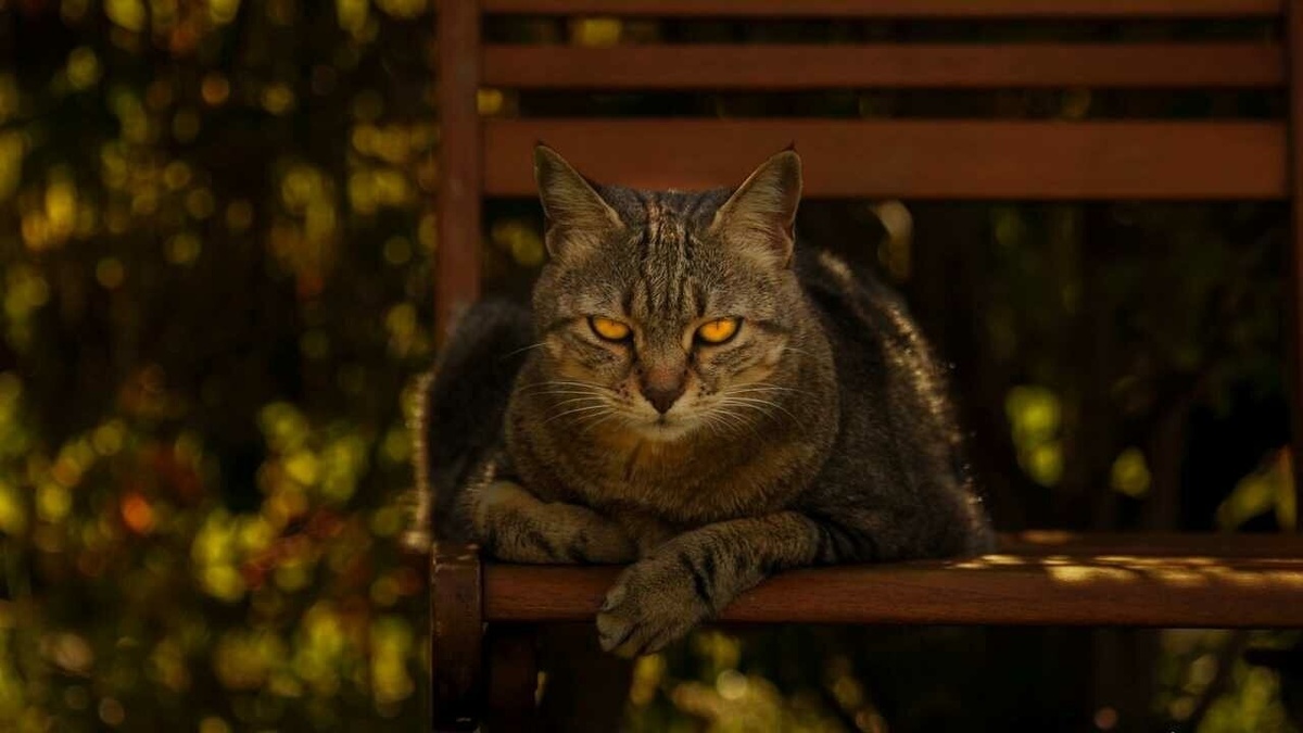 Кот на скамейке мем