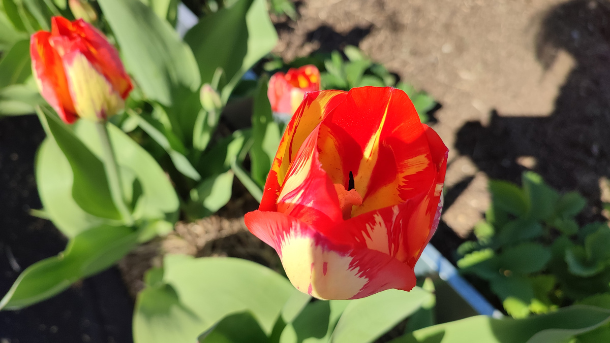 Это последнее фото из весенней коллекции. Тюльпаны у сестры