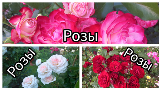 Розы...Ловим моменты цветения!!!