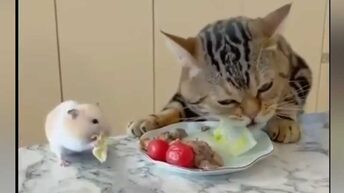 Очень смешные видео с котами и собаками, Кот вегетарианец. Прикольные котики и собакины поднимут настроение. Веселое видео с озвучкой.