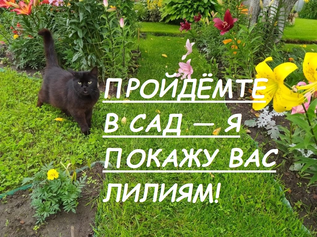 Идем в сад с лилиями. Хотя это и не мой сад, но горжусь, что могу его всем показать. Так уж устроена душа любителя цветов — он рад всем цветам мира. Эту чёрную кошку зовут странно — Кирюша.