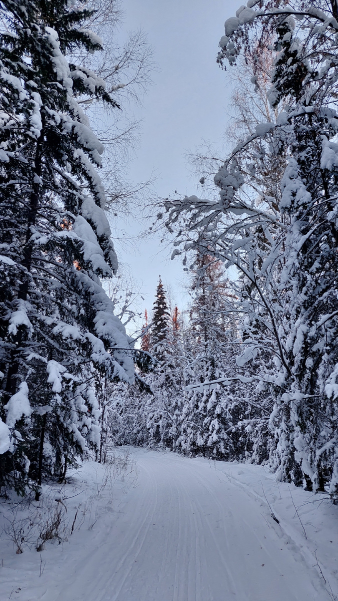 Солнце окрасило вершины елей