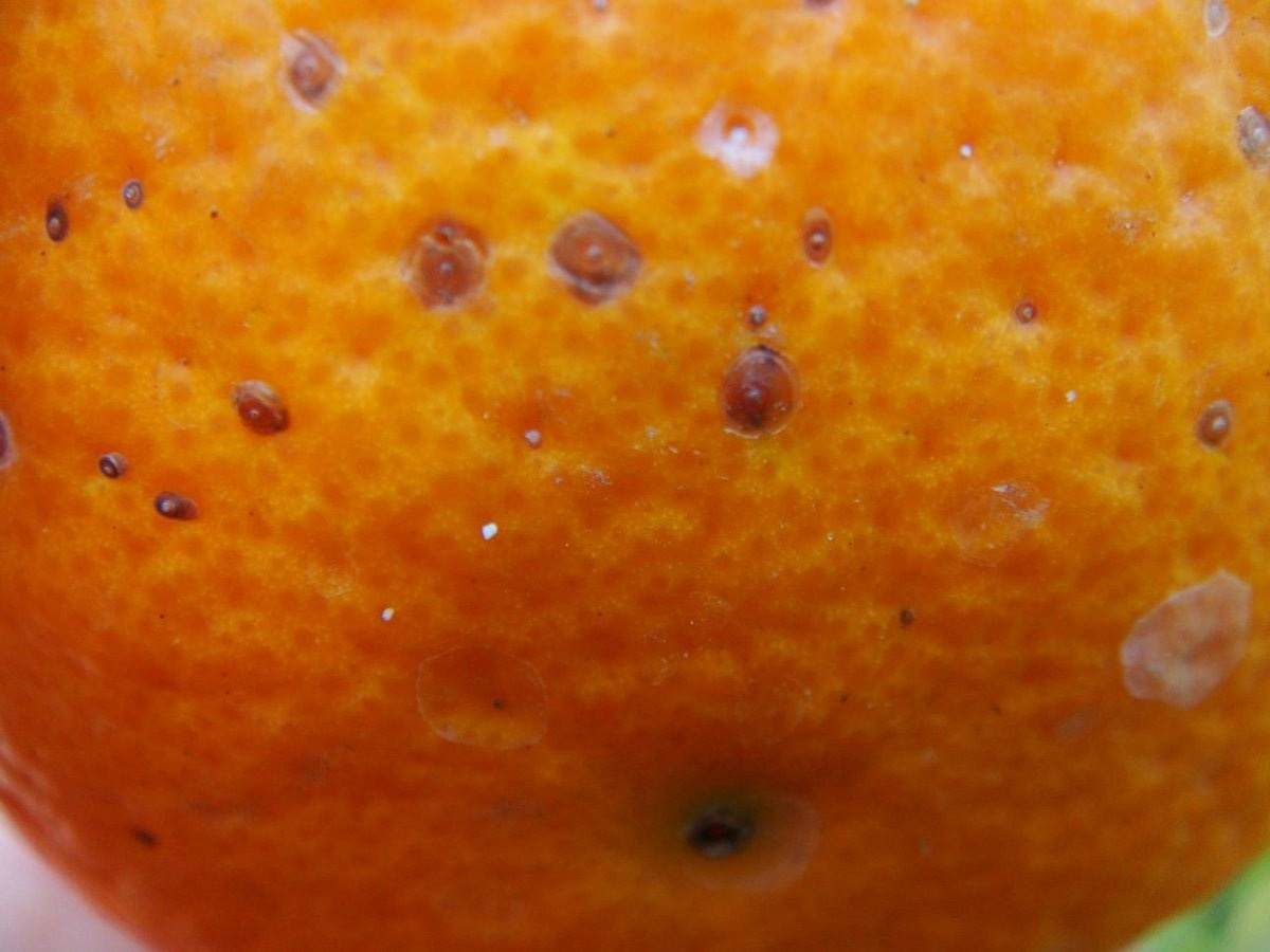 Плод, поврежденный красной померанцевой щитовкой 