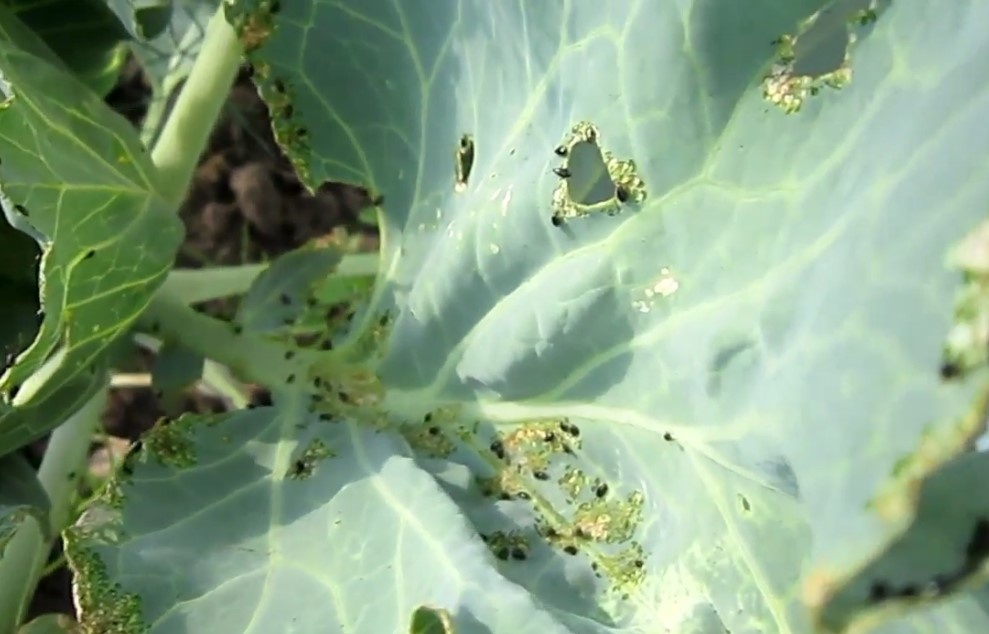 Листья капусты, поврежденные крестоцветной блошкой