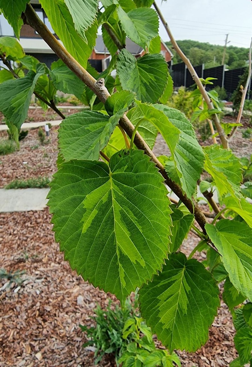 Davidia involucrata ‘Lady Dahlia’ в моем саду. Анапа.