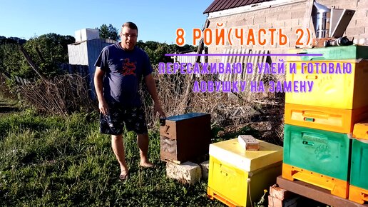 8 рой пересаживаю в улей