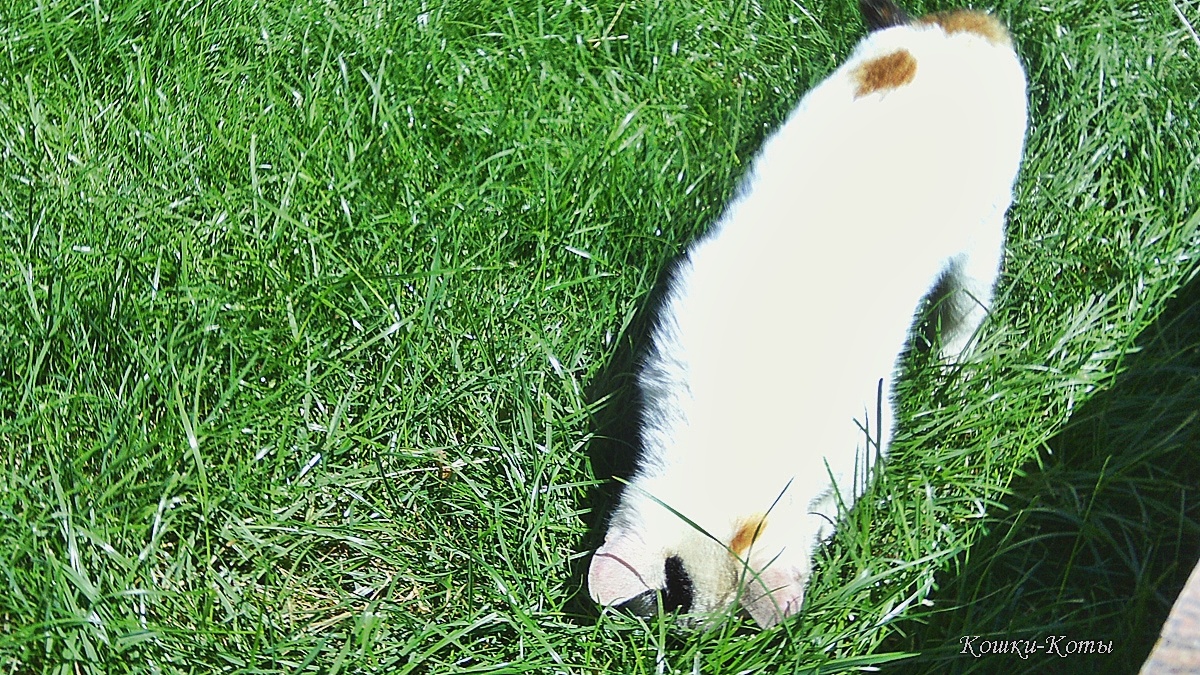 Кошка: – Копать надо здесь. 