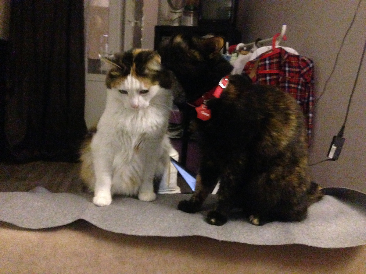 Наша домашняя кошка поддерживает Пеструшку