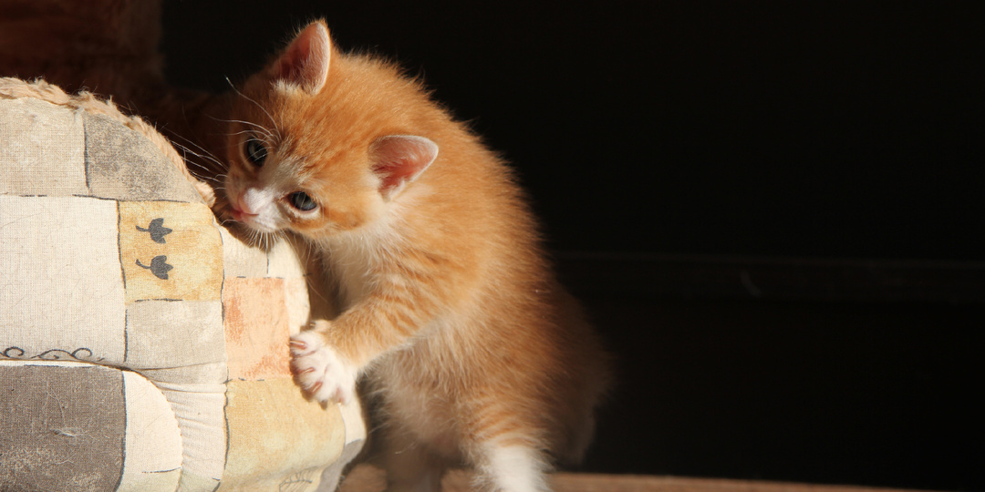 10 лет назад волонтер пристроил котенка в семью, а недавно увидел пост про кота. К чему бы это