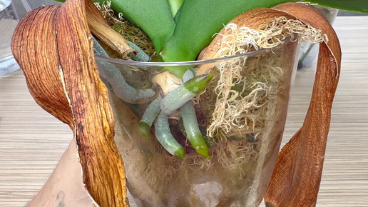 ЭФФЕКТИВНЫЙ способ наращивания НОВЫХ корней орхидеи и адаптации воздушных корней орхидей до пересадки