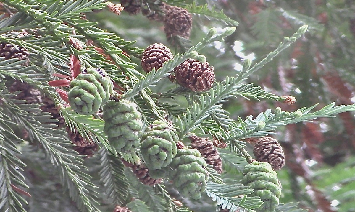Листья, шишки текущего года и предыдущего.
