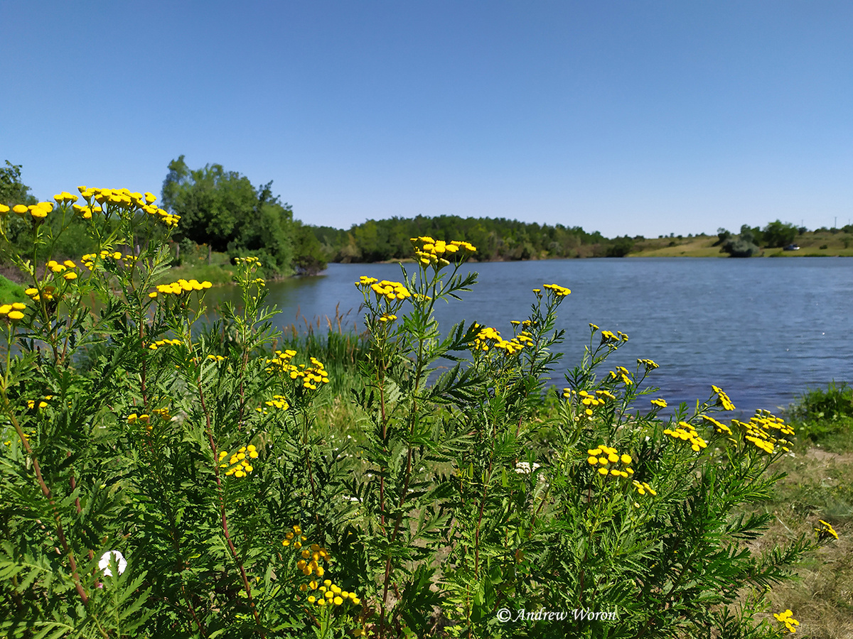 Пруд на восточной окраине города Зверево
