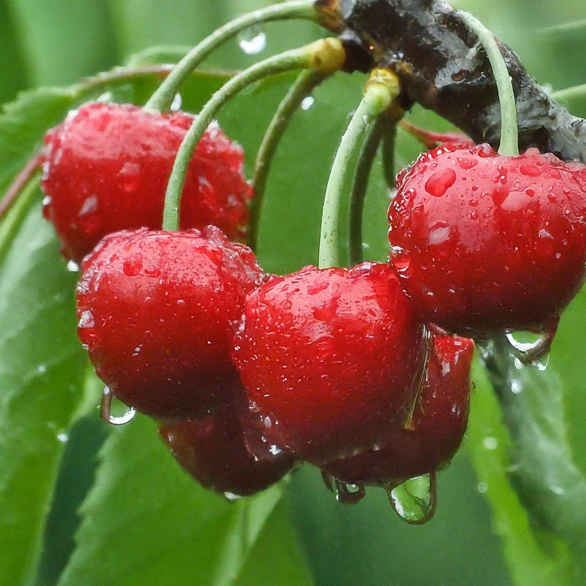 лечит-ли черешня рак и болезни сердца?