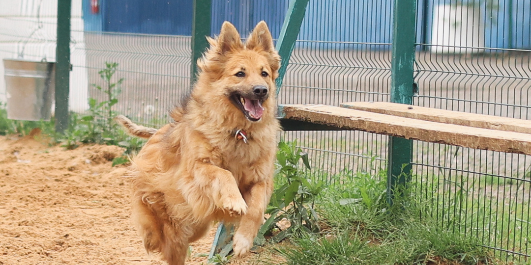 Волонтеры не понимают, в чём причина, но всё равно верят, что эта собака скоро найдёт дом