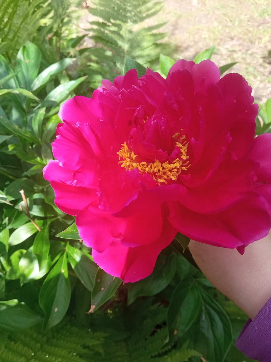 А это мой пион