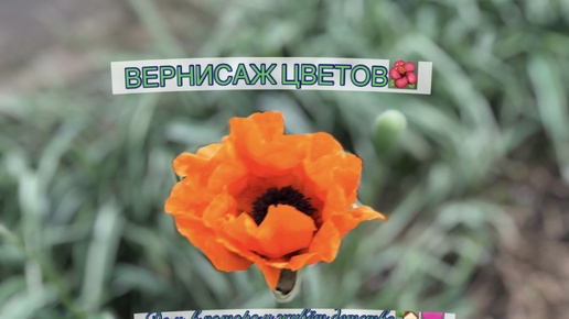 ВЕРНИСАЖ ЦВЕТОВ🌺🩷