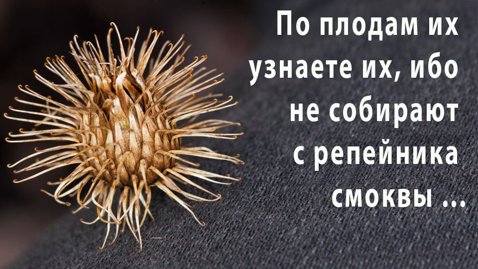 Плод репейника - это репейник