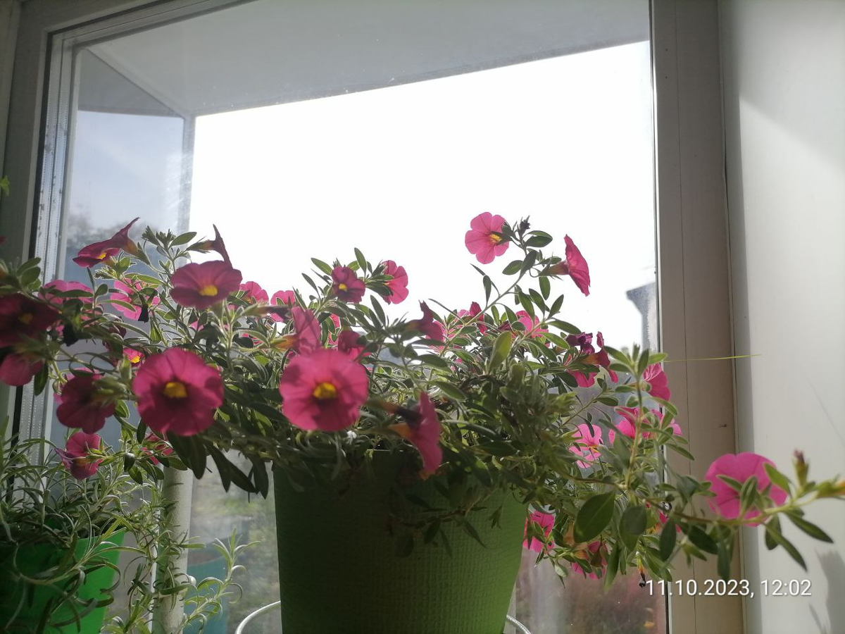 Калибрахоа в домашних условиях, фото автора