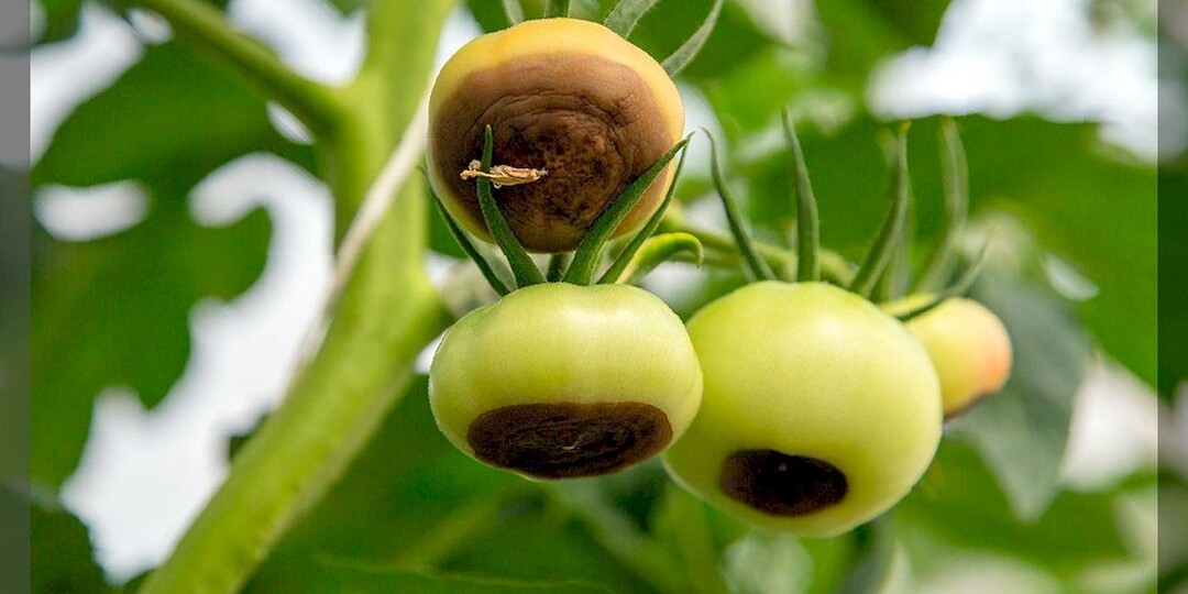 Какой кальций быстрее всего поможет от вершинной гнили томатов: как быстро накормить растения кальцием