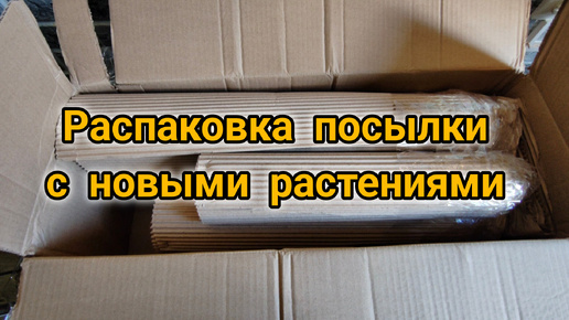 Распаковка посылки с новыми растениями. Что же на этот раз пришло?