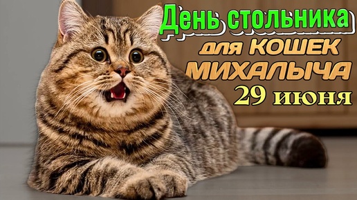 День стольника для КОШЕК МИХАЛЫЧА 29 ИЮНЯ.