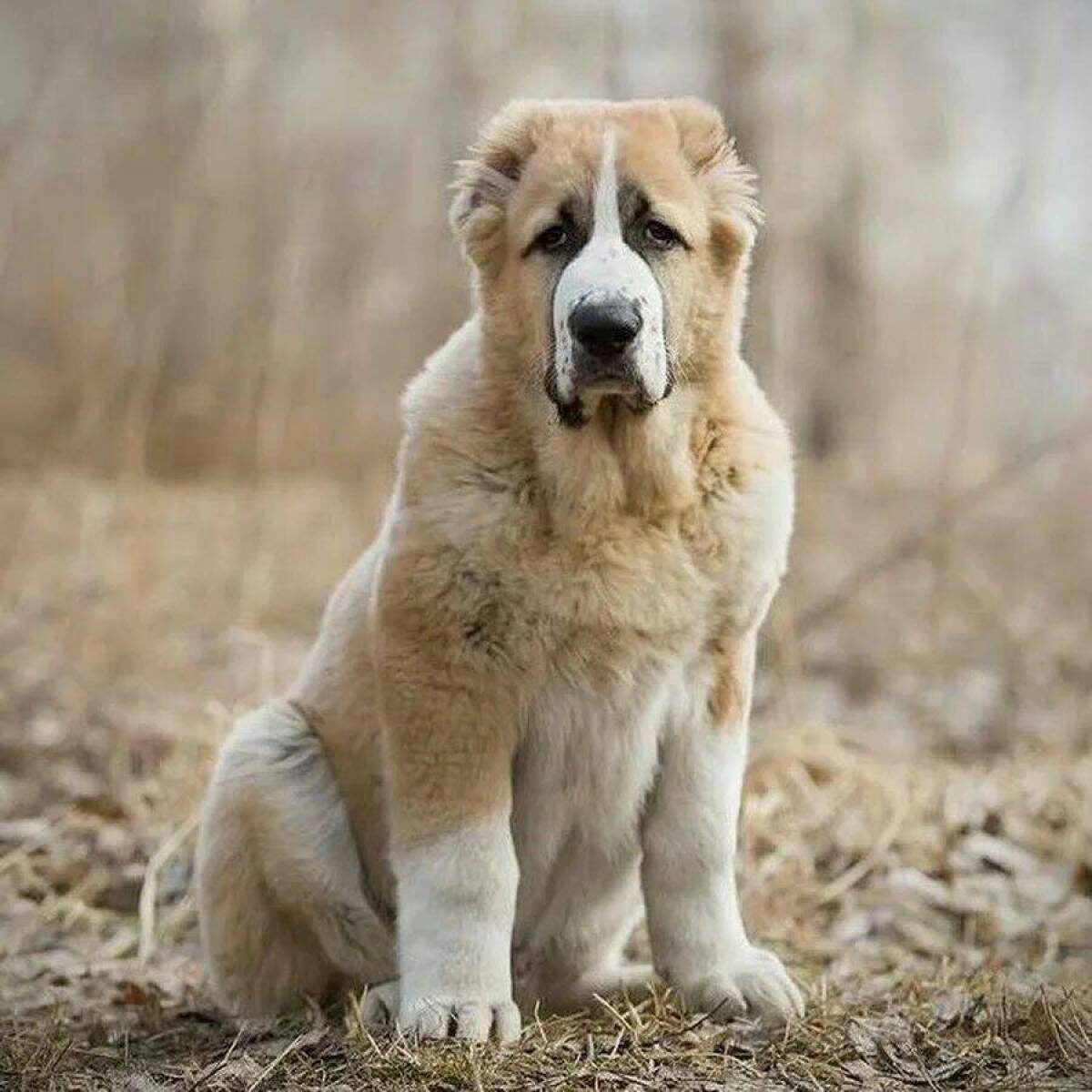 Из открытых источников.