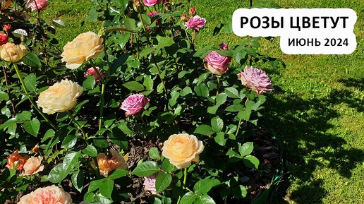 Розы в саду цветут | Прогулка по саду в конце июня, сезон 2024