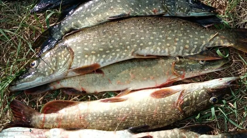     Источник: Billy Herrington — ВК