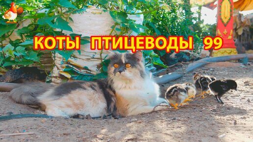 Пушистые коты птицеводы Айс и Ася (серия 99) 🪿🦆🐓 У Кошки 5 цыплят 🐥🐤😹